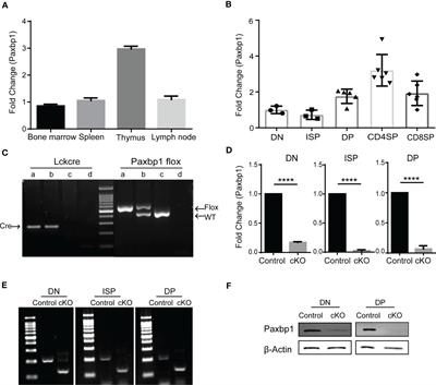 Paxbp1 is indispensable for the survival of CD4 and CD8 double-positive thymocytes